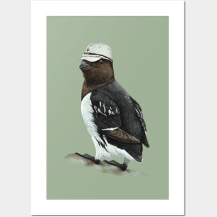 Little auk Posters and Art